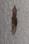 Aphomia sociella