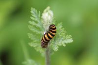 Tyria jacobaeae