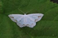 Scopula ornata