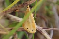 Setina irrorella irrorella