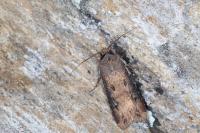 Agrotis ipsilon