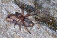 Agrotis ipsilon