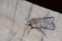 Agrotis simplonia
