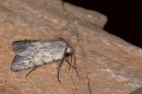 Agrotis simplonia