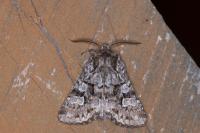 Pachetra sagittigera