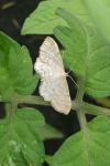 Idaea fuscovenosa