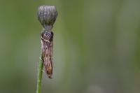 Pempeliella ornatella