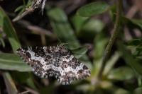 Epirrhoe tristata