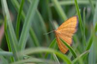 Idaea flaveolaria