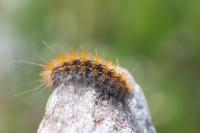 Ocnogyna parasita