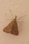 Synaphe punctalis