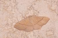 Cyclophora