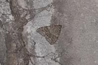 Catocala nupta