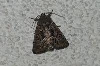 Thalpophila matura