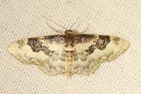 Idaea rusticata