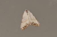 Nola infantula