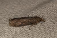 Lamoria zelleri