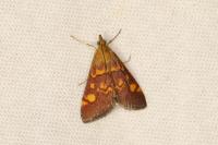 Pyrausta aurata