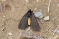 Epatolmis luctifera