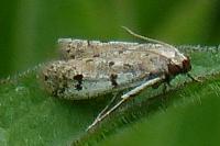 Phycitodes binaevella