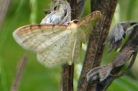 Idaea humiliata