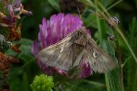 Autographa gamma