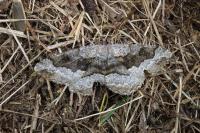 Alcis repandata