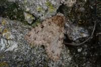 Amphipyra effusa