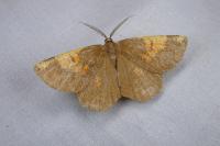 Angerona prunaria