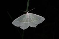 Campaea margaritaria