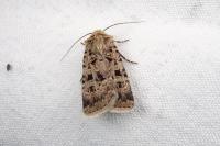 Chersotis multangula