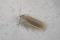 Katha depressa