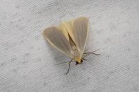 Katha depressa