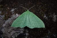 Geometra papilionaria