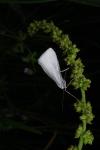 Gypsochroa renitidata