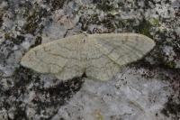 Idaea aversata