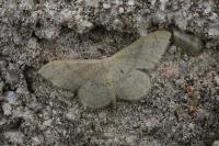 Idaea deversaria