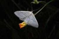 Idaea subsericeata