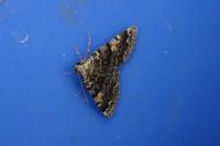 Idia calvaria