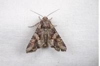 Lacanobia contigua