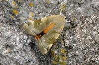 Noctua fimbriata