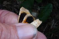 Noctua fimbriata