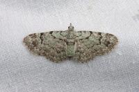 Pasiphila rectangulata