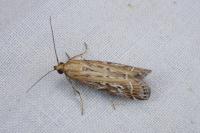 Pempeliella ornatella
