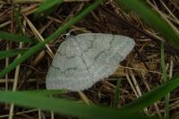 Pseudoterpna pruinata