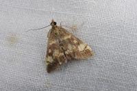 Pyrausta aurata