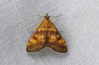Pyrausta aurata