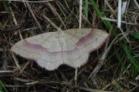 Rhodostrophia vibicaria