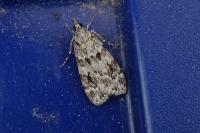 Scoparia ambigualis/basistrigalis