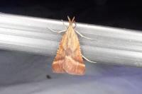 Synaphe punctalis